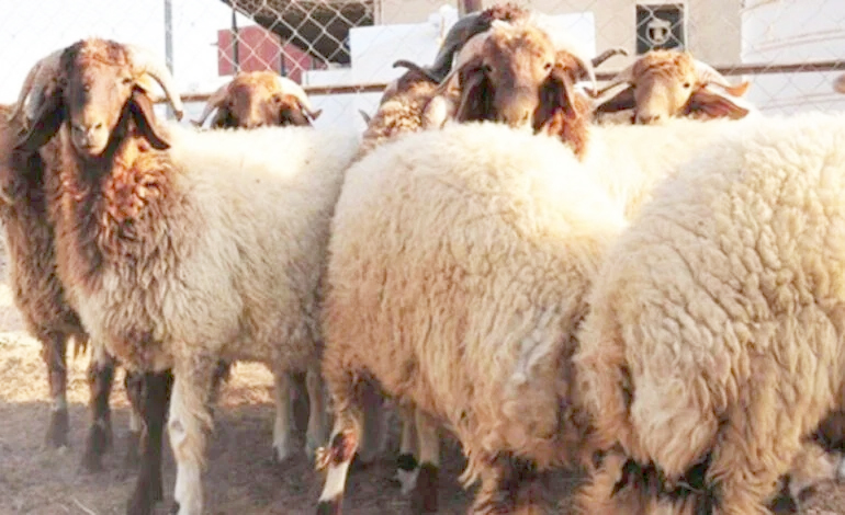 مع أسعار «علوش» العيد المشطّة..   نحو تعزيز النقاط المنظمة للبيع بالميزان